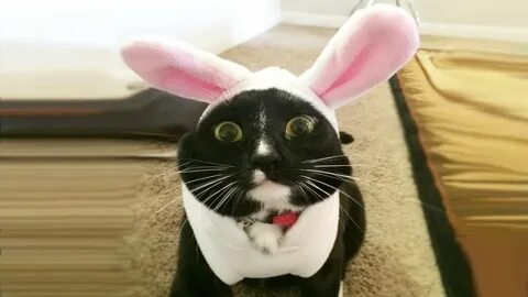 Коты приколы новое