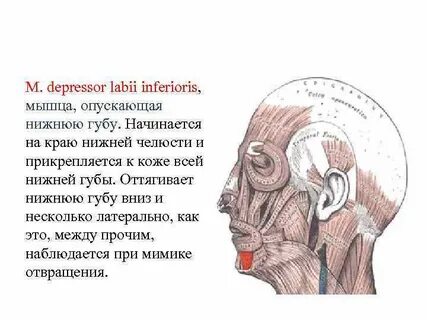 Мышца опускающая руку