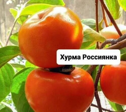 Хурма россиянка. Хурма россиянка фото. Хурма россиянка дерево. Цветы хурмы россиянки.