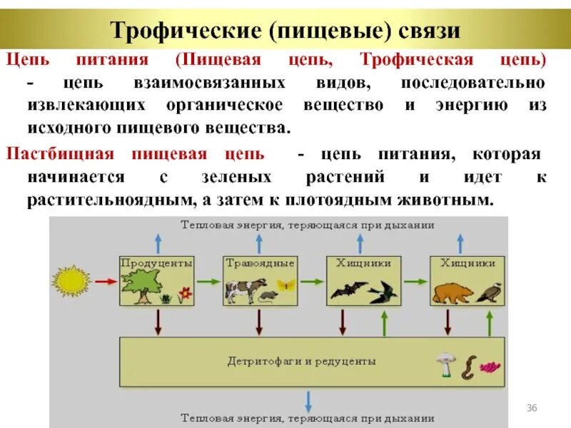 1 трофический уровень образует. Трофические связи примеры. Трофические группы организмов. Трофические уровни. Трофические уровни таблица.