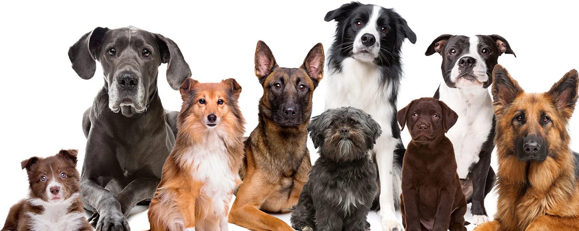 9 группа собак. Разные собаки. Много собак. Собаки разных пород на белом фоне. Собаки в ряд.