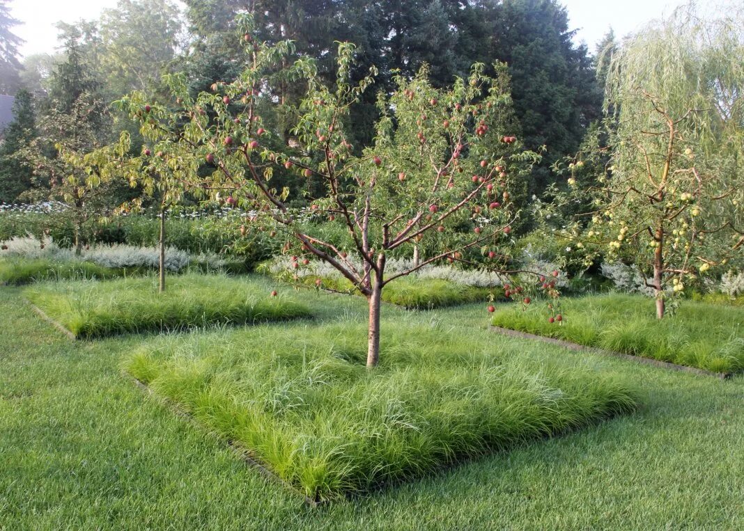 Какие фруктовые деревья посадить. Приствольный круг плодовых кустарников. Приствольный круг яблони. Приствольный круг вокруг кустарников. Приствольный круг участок яблоня сад.