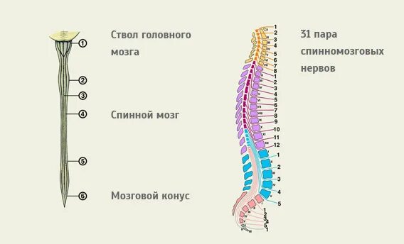 Поясничное утолщение спинного мозга. Конус спинного мозга сегменты. Шейное утолщение спинного мозга. Мозговой конус спинного мозга.