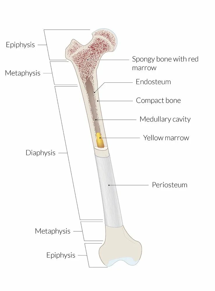 Long bone. Periosteum & endosteum. Bellum periosteum. Эндоста. Periosteum of Bone.