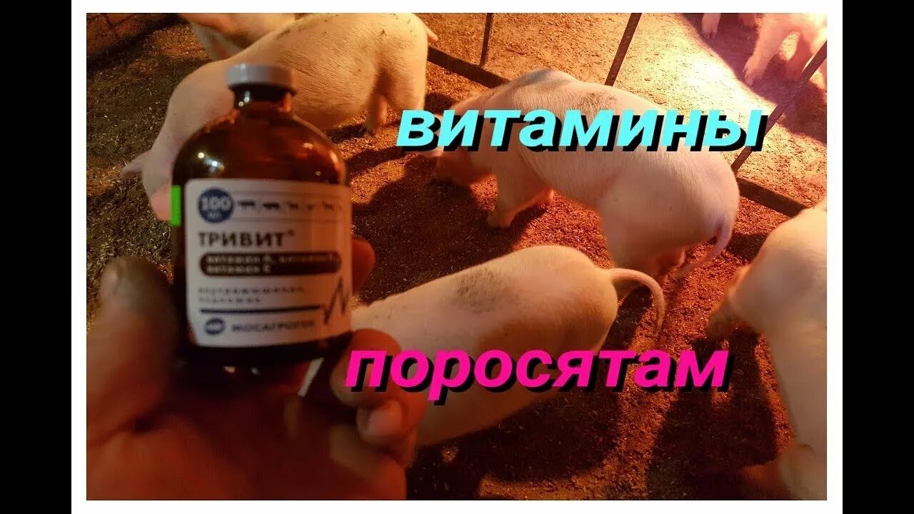Куда делают уколы поросятам