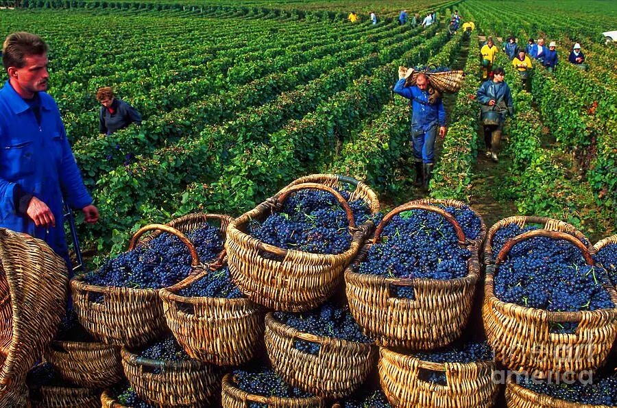 Сельское хозяйство Молдавии Молдавии. Сельское хозяйство Испании виноградарство. Молдова виноградники плантации. Сбор урожая. Хозяйственное экономика россии