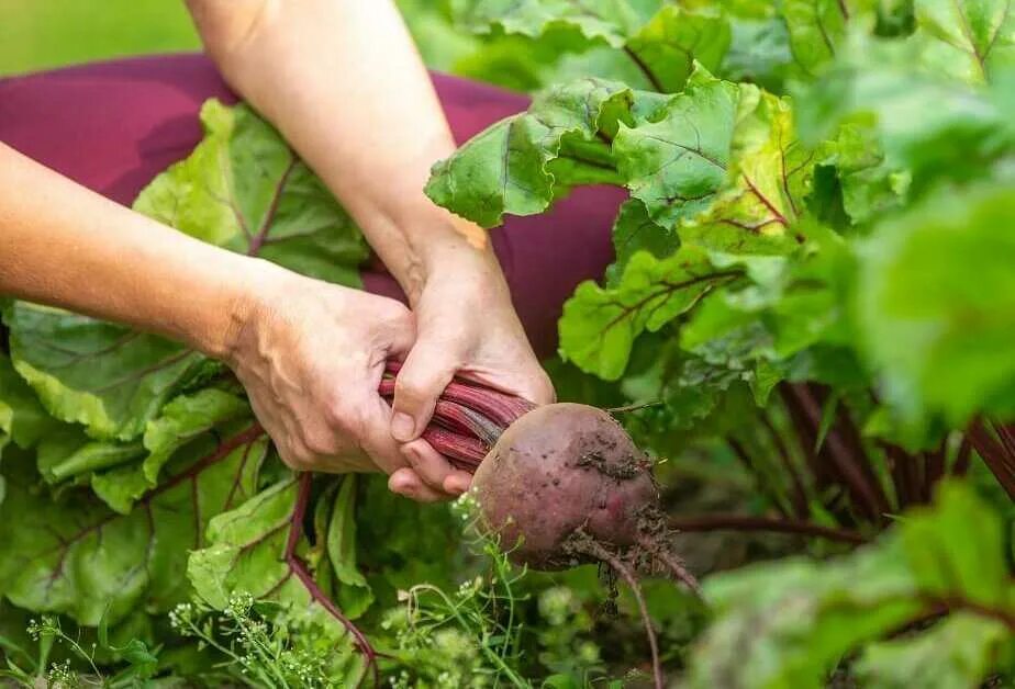 Как часто нужно поливать свеклу. Полив свеклы. Как часто нужно поливать свеклу. Сбор урожая свеклы. Полив грядок с морковью.