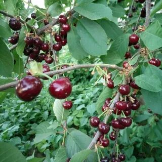 Вишня жуковская описание сорта опылители морозостойкость