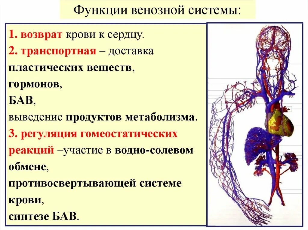 Строение венозной системы. Функции венозных сосудов. Особенности строения венозной системы. Функции вен у человека.