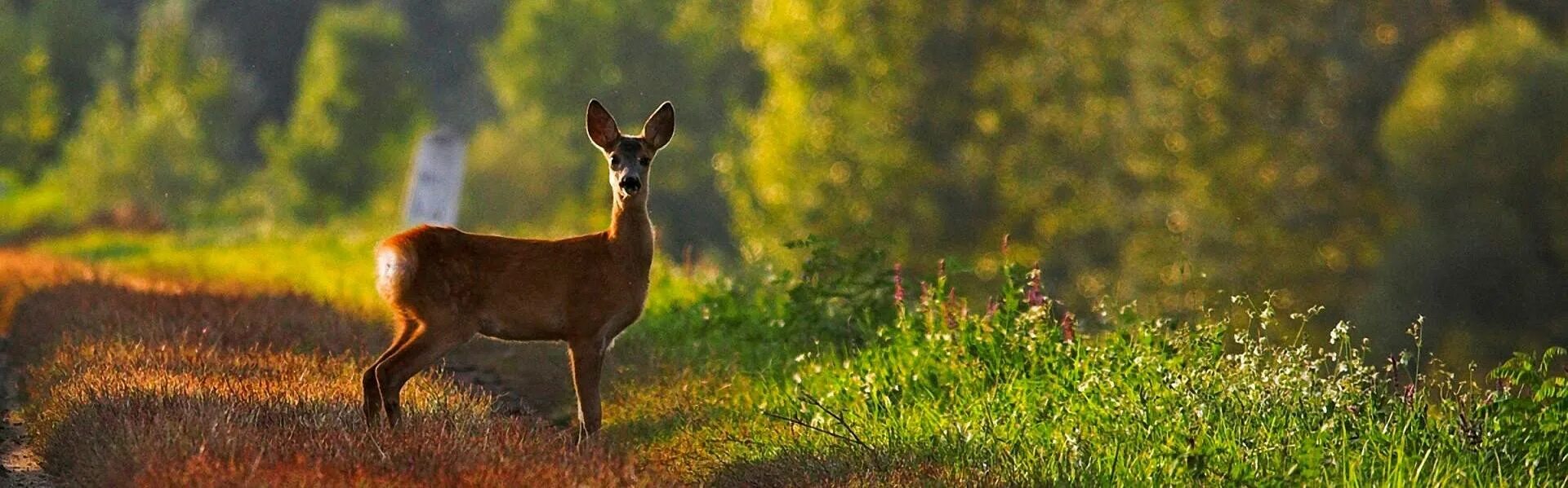 Желтый олень. Deer Fawn.