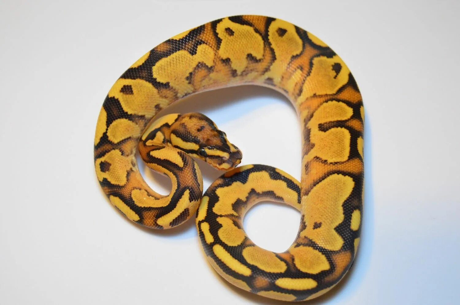 Wonder a see snake