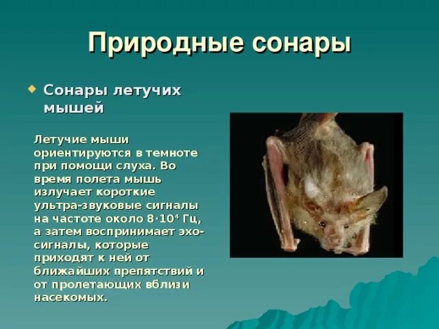 Какой тип сенсорной системы используют летучие мыши. Природные сонары. как летучие мыши ориентируются в темноте. сонары летучих мышей. летучая мышь ультразвук.