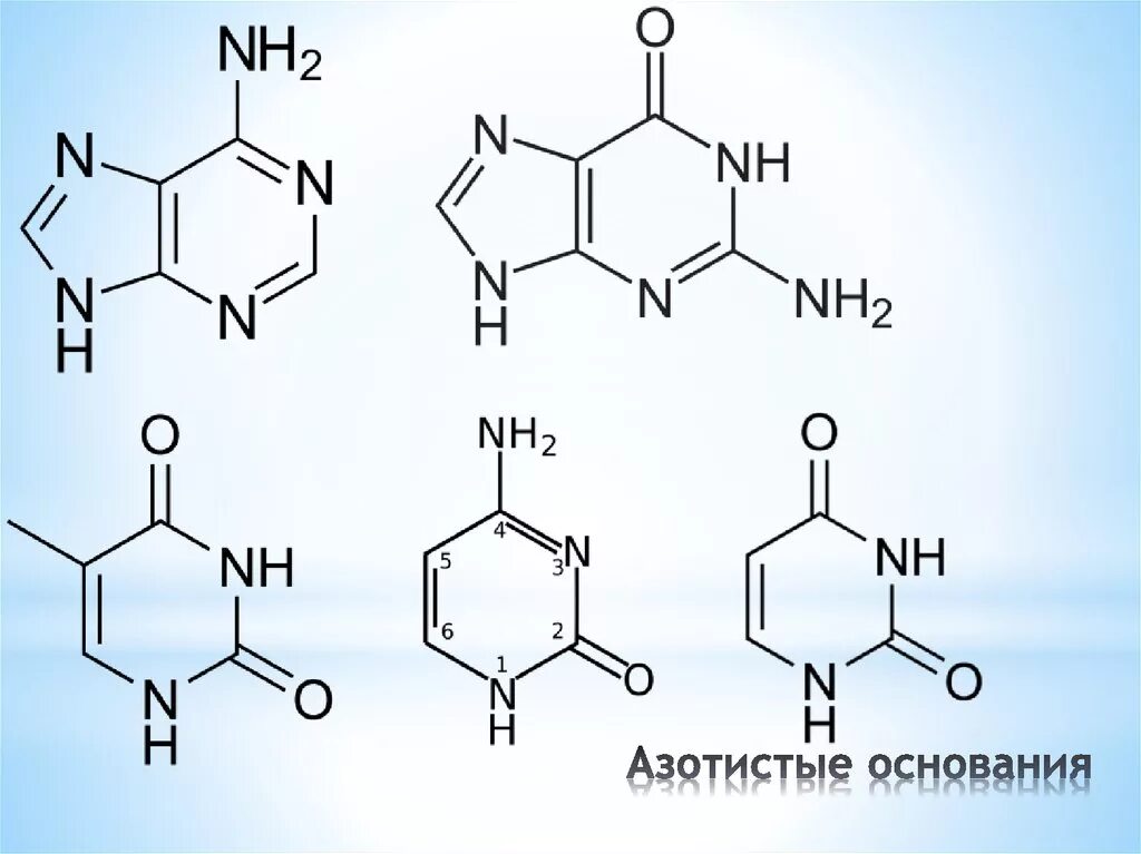 Азотистое основание аденин формула. Азотистые основания РНК формулы. Азотистые основания ДНК формулы. 4 Азотистых основания.