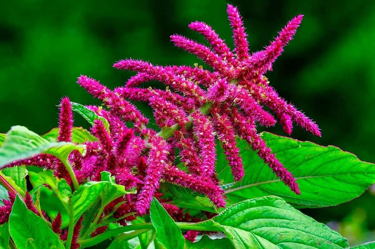 Амарант метельчатый оешберг. Амарант что это. Амарант что это. Амарант метельчатый ред кафедрал. Амарант зелень.