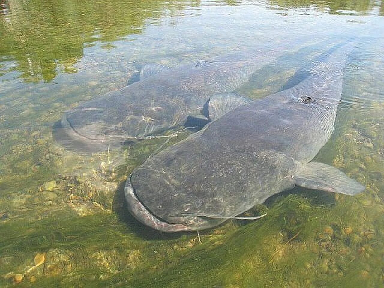 Европейский сом silurus glanis. Сом живет в реке. Сом обыкновенный silurus glanis. Сом живет в реке. Сом живет в реке.
