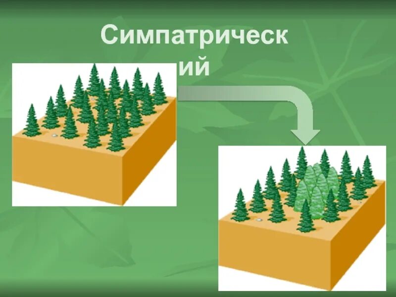 Аллопатрическое (географическое) видообразование. Пространственная изоляция популяций. Симпатрическое (экологическое) видообразование. Схема формы видообразования. Географическая изоляция популяций примеры