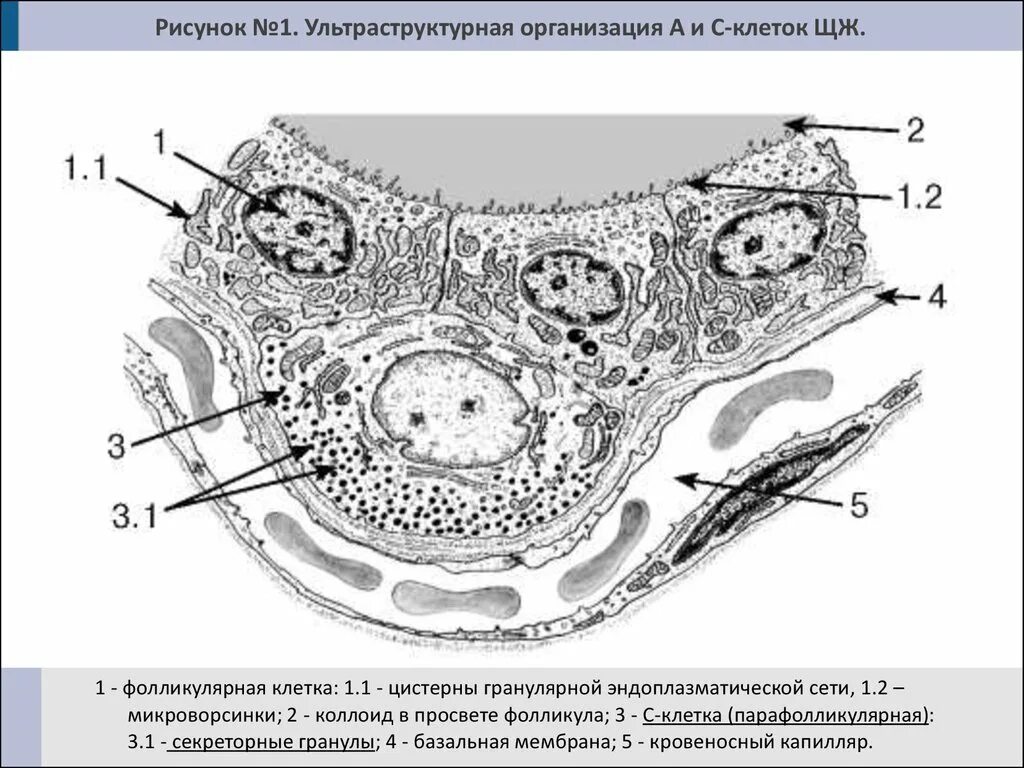 Парафолликулярных клетках щитовидной железы. Строение клеток щитовидной железы. Фолликул щитовидной железы гистология Электронограмма. Строение стенки фолликула щитовидной железы. Фолликул тироцита