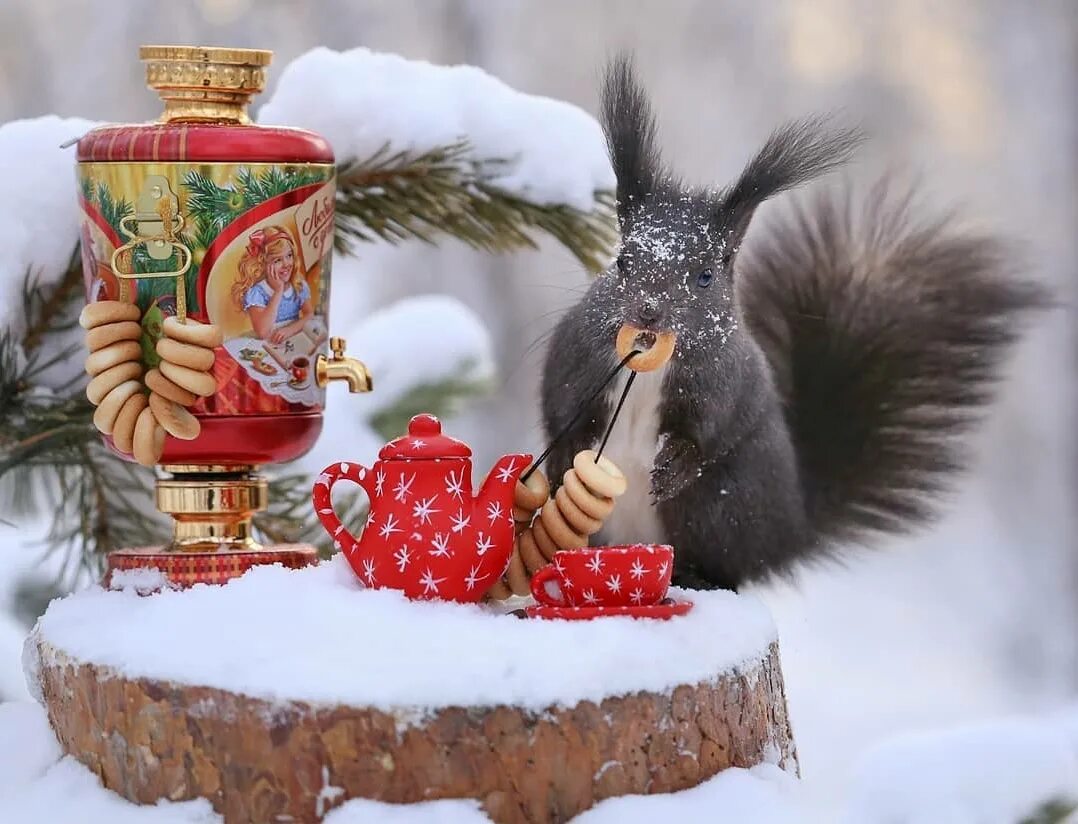 Хорошего декабрьского дня картинки прикольные. Хорошего декабрьского дня картинки прикольные. Новогодние поздравления с добрым утром. Хорошего декабрьского дня картинки прикольные. Пожелания с добрым зимним утром.