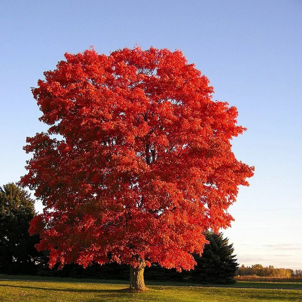 Покажи красивое дерево. Дуб красный Quercus rubra. Клён канадский краснолистный. Клен канадский остролистный. Канадский остролистный дуб.