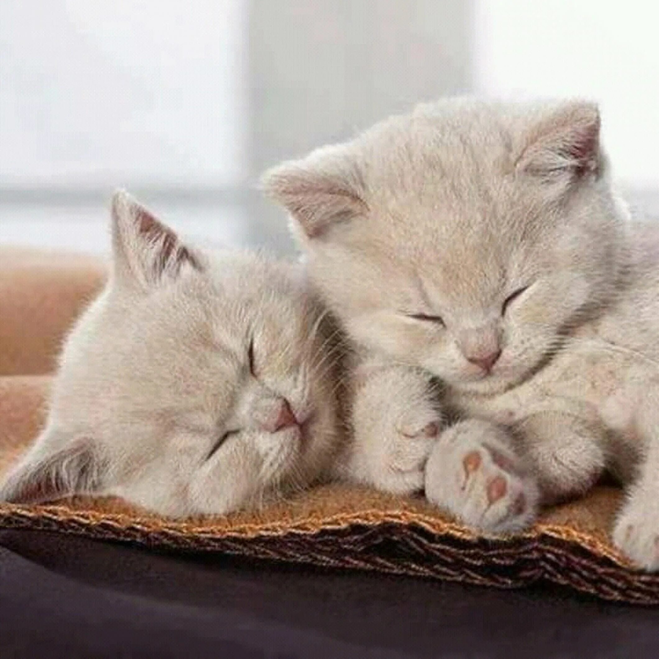 Картинки милые с котиками доброе. Спящие котята. Нежная кошка. Нежные котята.