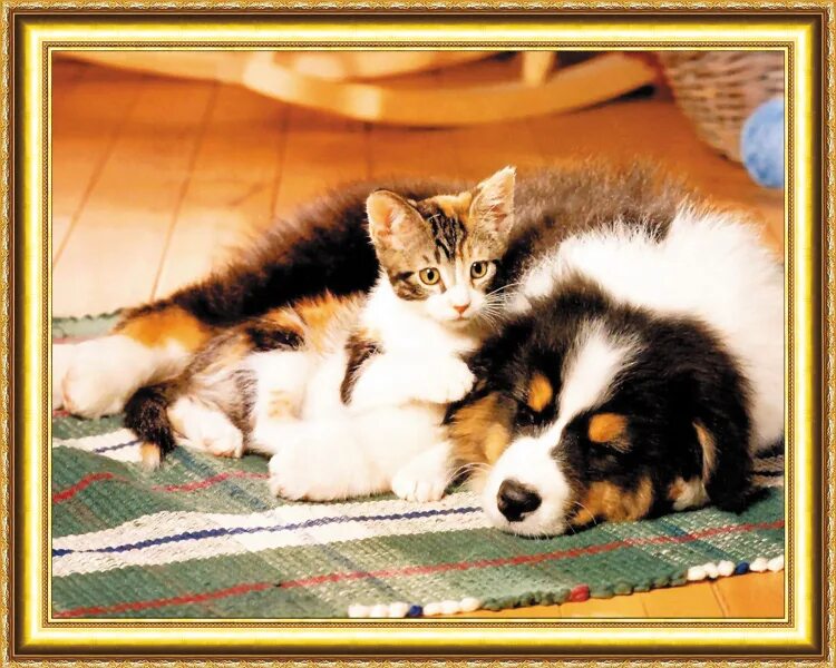 Ребенок кошки и собаки как выглядит Fur-bidden Love Battersea Celebrates Some of the Oddest Couples to Blossom Insi