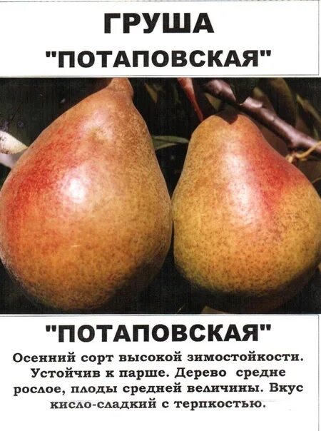 Груша потаповская фото Клубни Груша купить по выгодной цене в интернет-магазине OZON (1638652783)