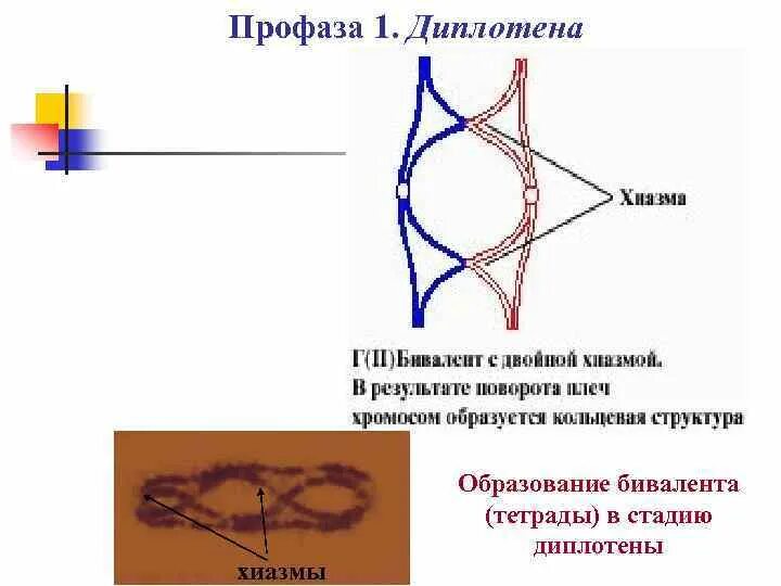 Биваленты и тетрады. Биваленты хромосом. Тетрада бивалент. Диплотена профазы 1.