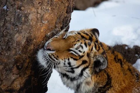 Исчезновение амурских тигров