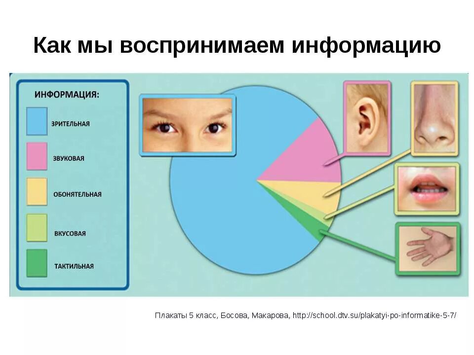 Как мы воспринимаем информма. Восприятие информации человеком. Человек воспринимает информацию. Как воспринимается информация. Лучше воспринимается информация