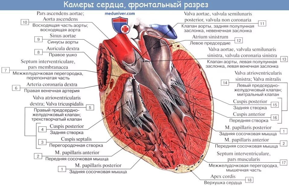 Левый желудочек сердца человека имеет развитую мышечную. Внутреннее строение сердца латынь. внутреннее строение сердца анатомия латынь. строение сердца оболочки камеры клапаны. строение сердца с подписями на латыни.