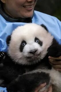 Какие имена панды