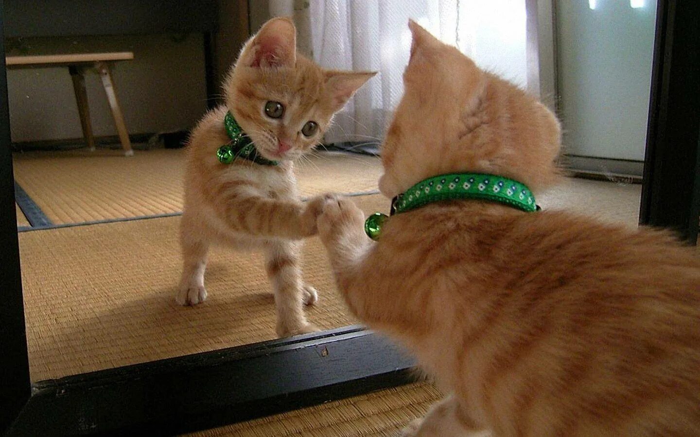 Share cat. Котики вместе с солнышком. Сурикат сурен. Share cat. Share cat.