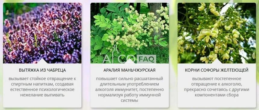 Как вызвать отвращение к алкоголю. Травы вызывающие отвращение к спиртному. травы от алкоголизма без ведома. трава от алкоголизма вызывающие отвращение. трава от алкоголизма вызывающие отвращение без ведома больного.