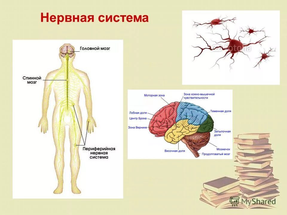 Нервная система человека. Нервная система человека 3 класс. Нервная система человека презентация. Нервная система изображение.