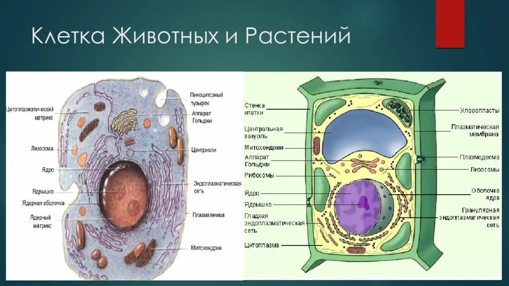 Определите растительную животную клетки
