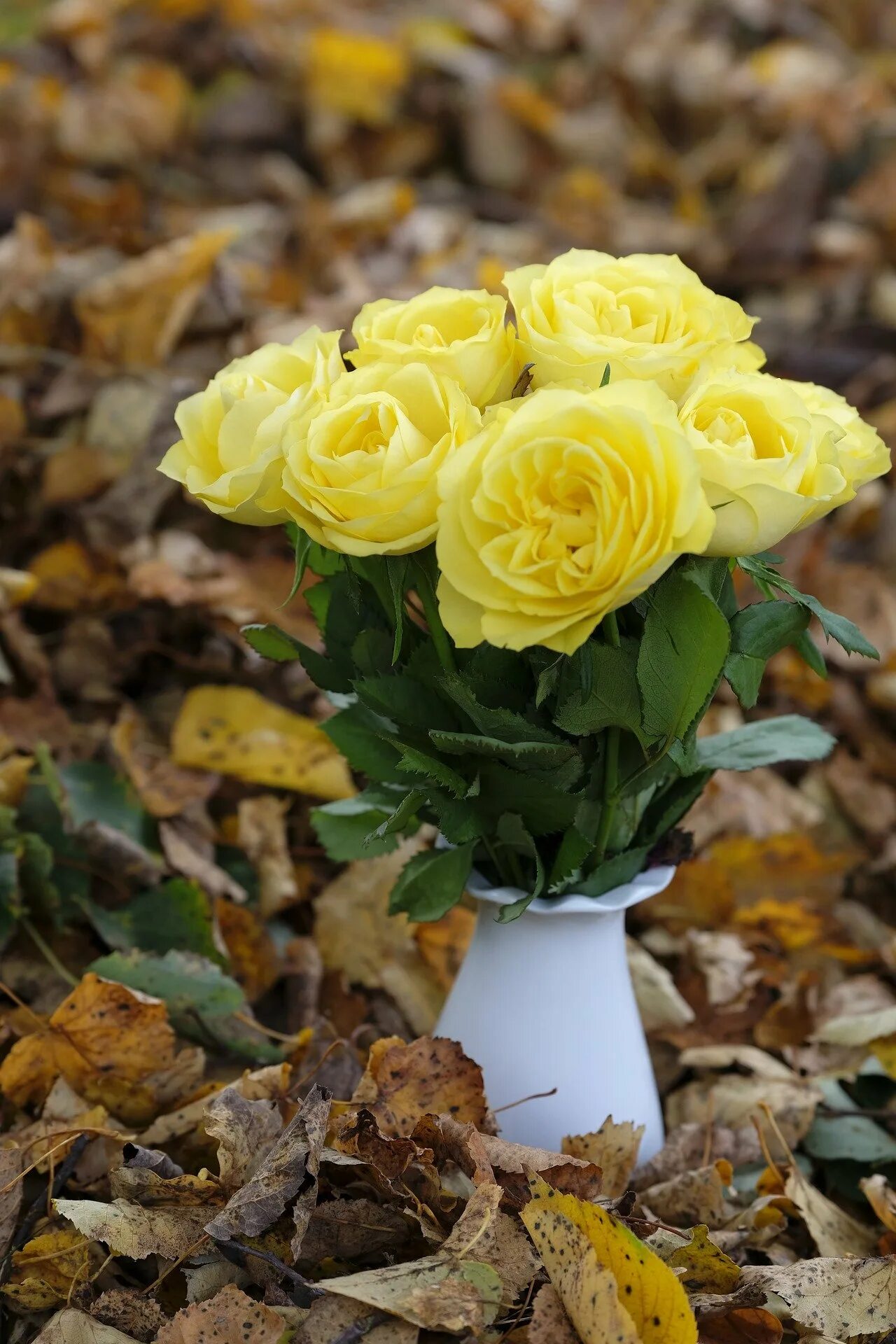 Желтые розы. Осенние розы. Букет желтых роз. Красивый букет желтых роз.
