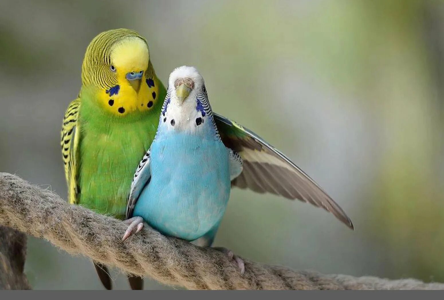 Попугаи волнистые попугайчики. Фото волнистых попугайчиков. Пение птиц волнистых попугаев. Волнистый попугайчик розовый.