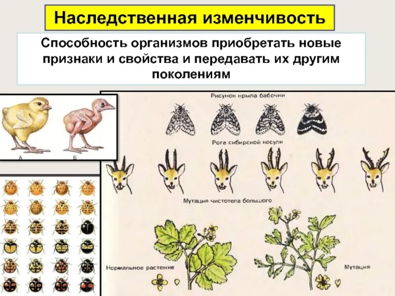 Способность организмов приобретать новые признаки это. Изменчивость. Наследственная изменчивость. Изменчивость это способность организмов. Наследственная изменчивость организмов.