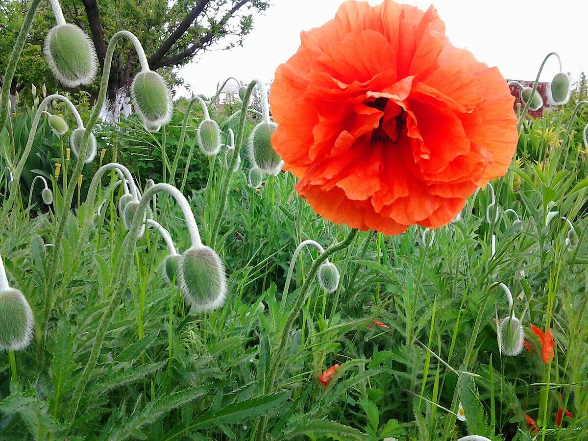 50+ Prince of Orange Papaver Orientale Poppy Flower Seeds / Perennial eBay