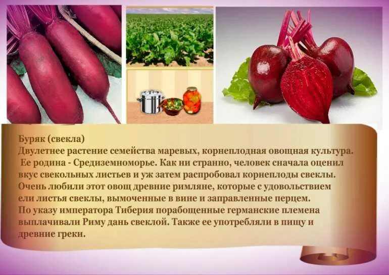Свекла описание. Свекла двулетнее растение. Свекла краткая характеристика. Описание культурного растения. Свекла описание.