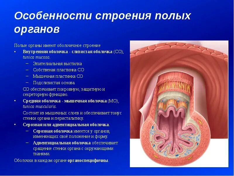 Подобранные оболочки. Стенка полого органа анатомия. Строение стенки полых органов. Внутренняя оболочка полых органов. Наружная оболочка внутренних полых органов.