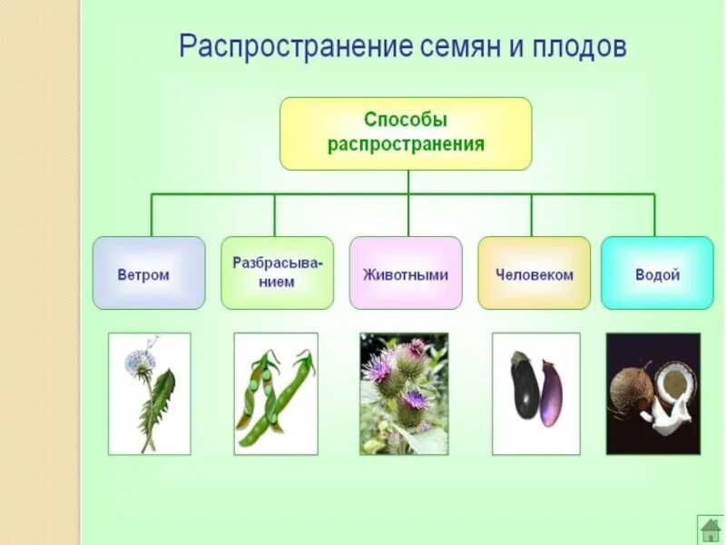 Способы распространения плодов и семян у покрытосеменных растений. Плоды и семена распространение плодов и семян. Способы распространения семян у сорных растений. Приспособления для распространения плодов. Семена ели приспособленность