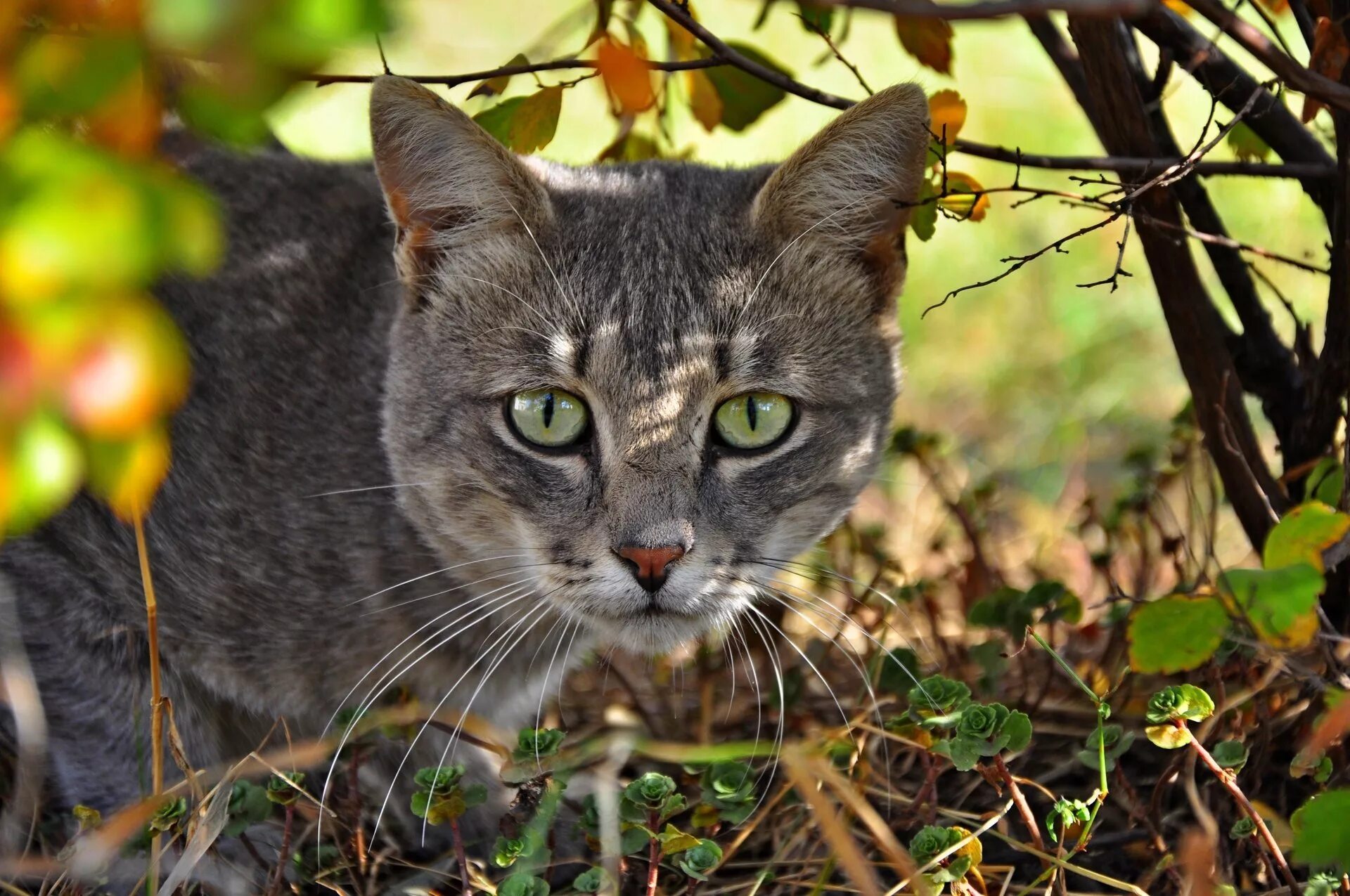 Кошак. Морда кошки. Кошачья мордочка. Серая кошка с янтарными глазами. Серая кошка в лесу.