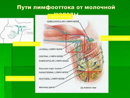 Топография желез