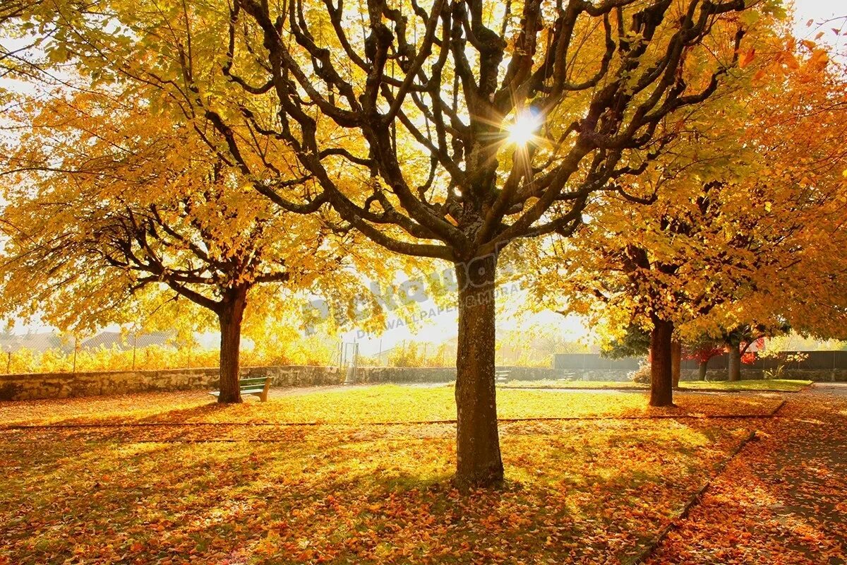 Осень конец солнечных. Осень конец солнечных дней. sunny in autumn. fall sunny day. nice autumn weather.