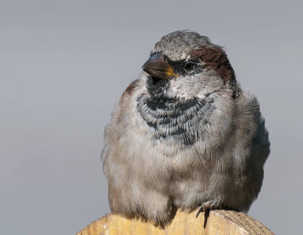 самый близкий родственник воробья. воробей тоже птица. крупный воробей 6 букв сканворд. малиновый щур птица. певчая птица родственник воробья.