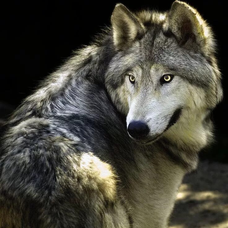 Волк. Красивый гордый волк. Самый красивый волк. Морда волка. Beautiful wolves