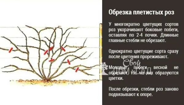 Как обрезать плетистую розу на зиму