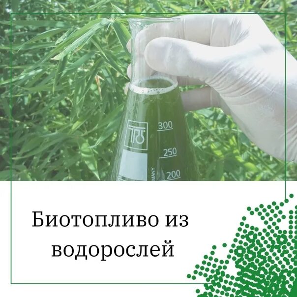 Биотопливо примеры использования. Биотопливо. биотопливо из водорослей. биобутанол из водорослей. микроводоросли биотопливо.