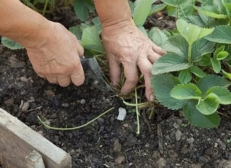 Можно ли обрезать клубнику весной. Прополка Виктории весной. Посадка клубники. Пересадить клубнику. Рассадить клубнику усами.